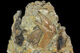 Softshell Turtle Shell & Hadrosaur Tooth In Situ - Texas #88824-3